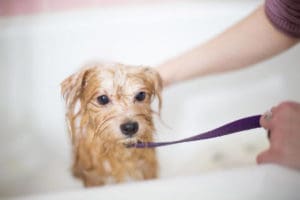 Small dog being washed with a leash in a dog wash facility