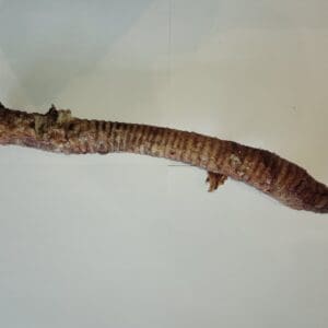 Beef Trachea 16  scaled