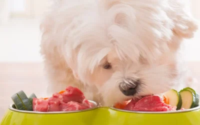 Top 10 All-Natural Dog Foods from Our Store: A Guide to Healthy Feeding