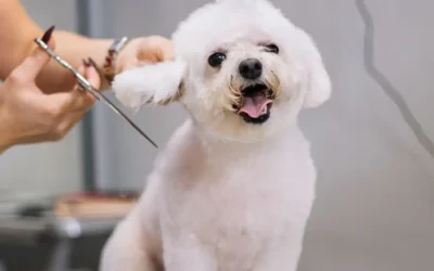 The Top 5 Benefits of Regular Professional Grooming for Dogs