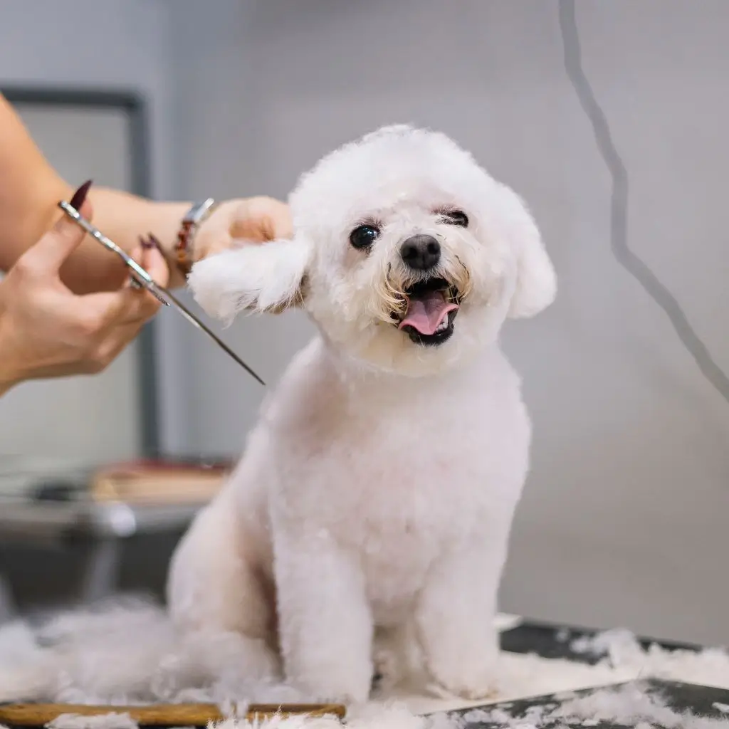 The Top 5 Benefits of Regular Professional Grooming for Dogs