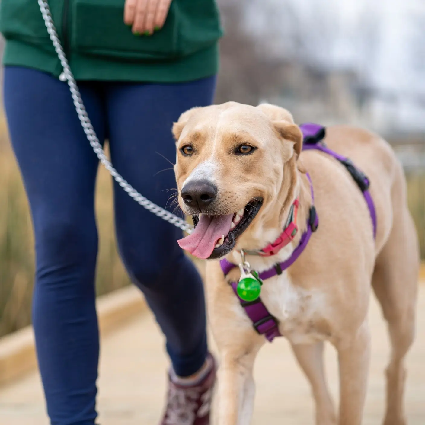 The Benefits of Regular Exercise for Your Pet