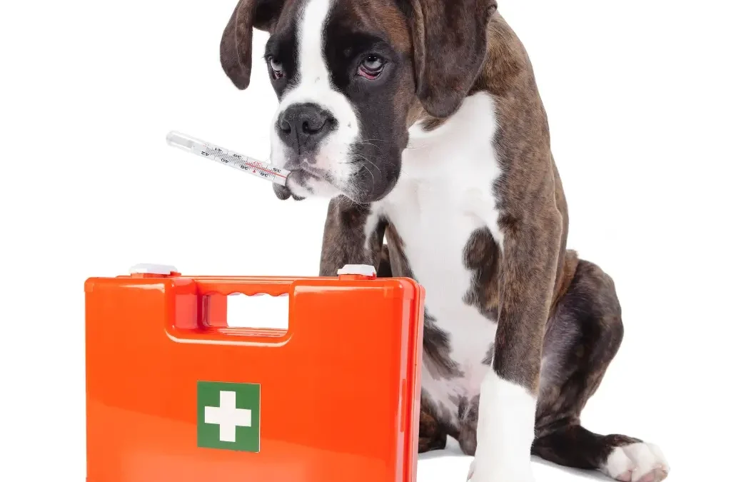 Pet First Aid: Essential Skills for Pet Owners