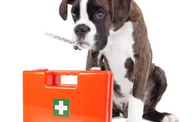 Pet First Aid: Essential Skills for Pet Owners