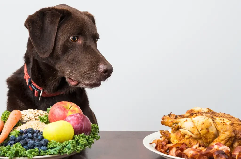 Is a Vegan Diet Safe for Dogs and Cats? What You Need to Know