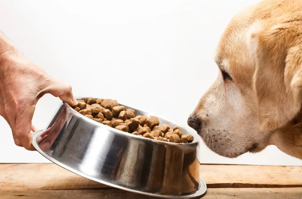 How to Transition Your Pet to a New Food Without Upsetting Their Stomach