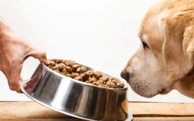 How to Transition Your Pet to a New Food Without Upsetting Their Stomach