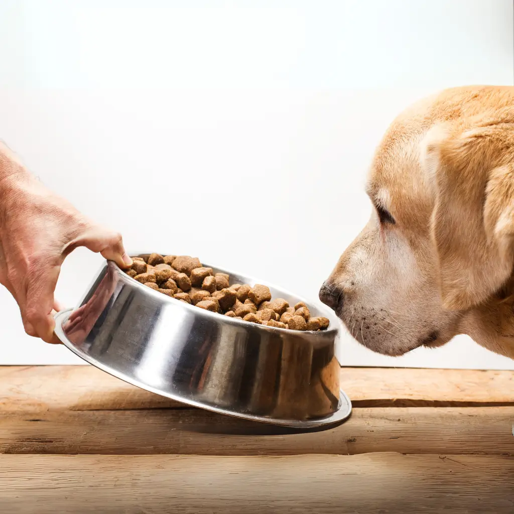 How to Transition Your Pet to a New Food Without Upsetting Their Stomach