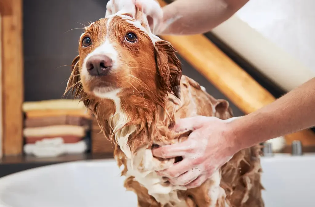 Bath Time Bliss: Tips for Stress-Free Pet Bathing