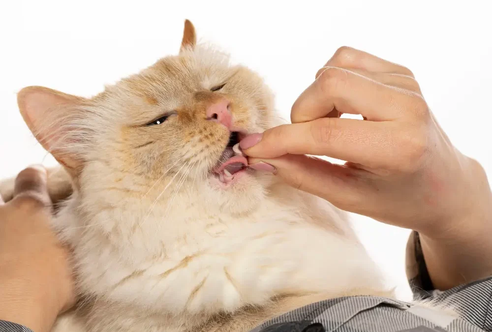 Essential Vitamins and Minerals for Your Pet’s Health