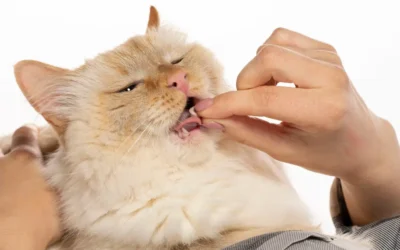 Essential Vitamins and Minerals for Your Pet’s Health