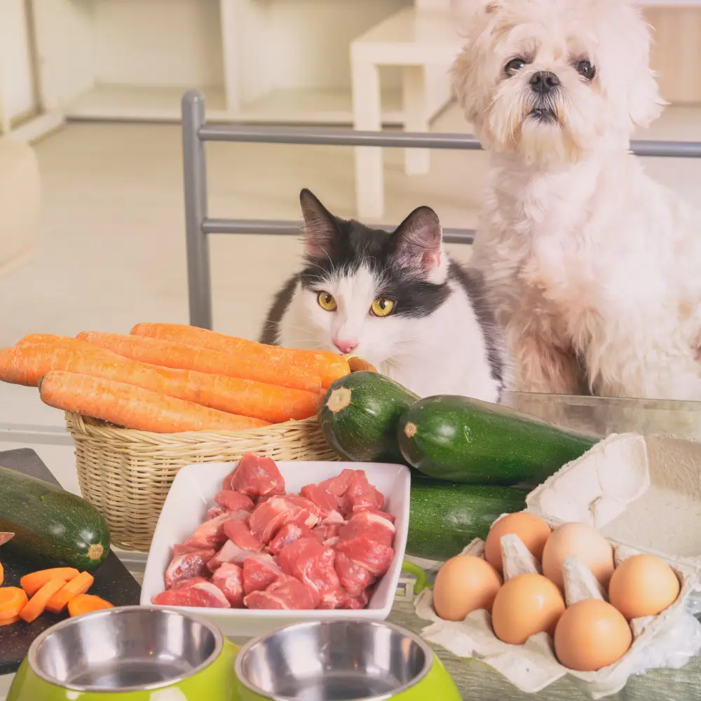 Cat and dog looking at raw foods on a table