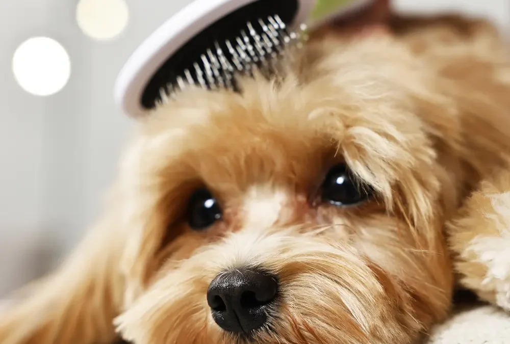 Common Grooming Mistakes Pet Owners Make (and How to Avoid Them)