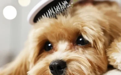 Common Grooming Mistakes Pet Owners Make (and How to Avoid Them)