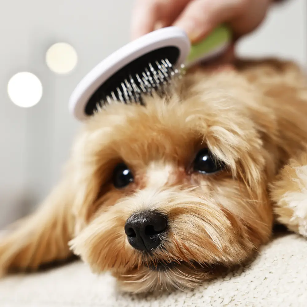 Pet Owner Grooming Dog