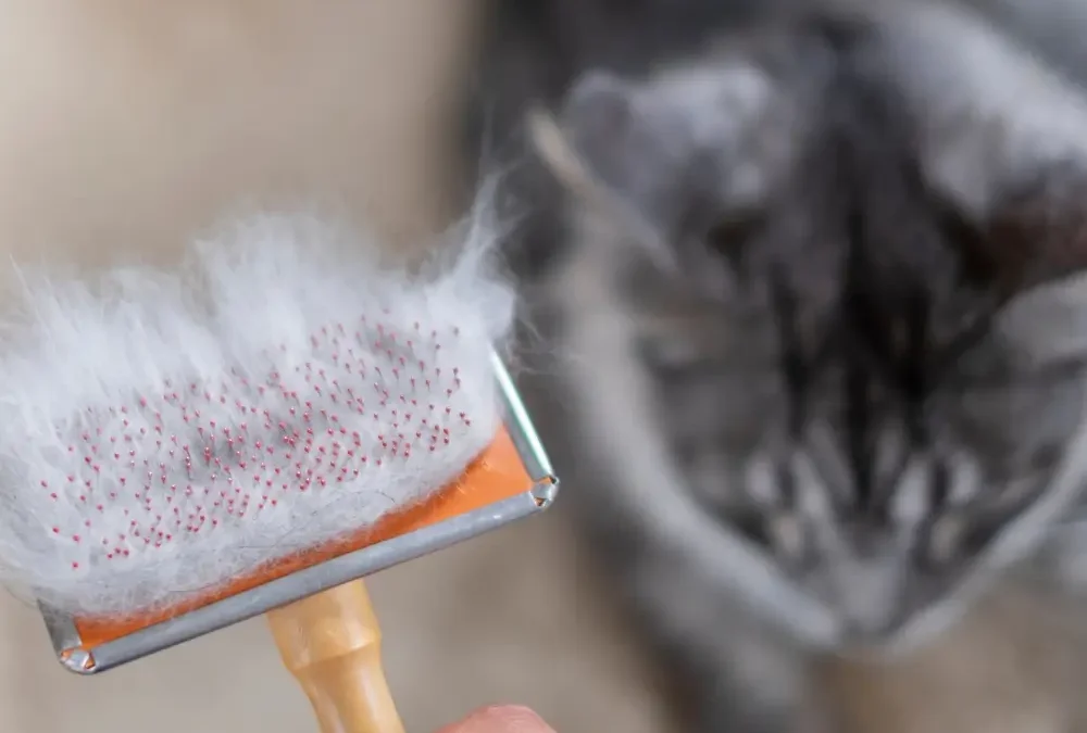 Seasonal Pet Grooming: Your Year-Round Guide to a Healthy, Beautiful Coat