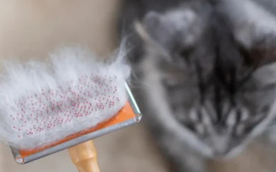 Seasonal Pet Grooming: Your Year-Round Guide to a Healthy, Beautiful Coat