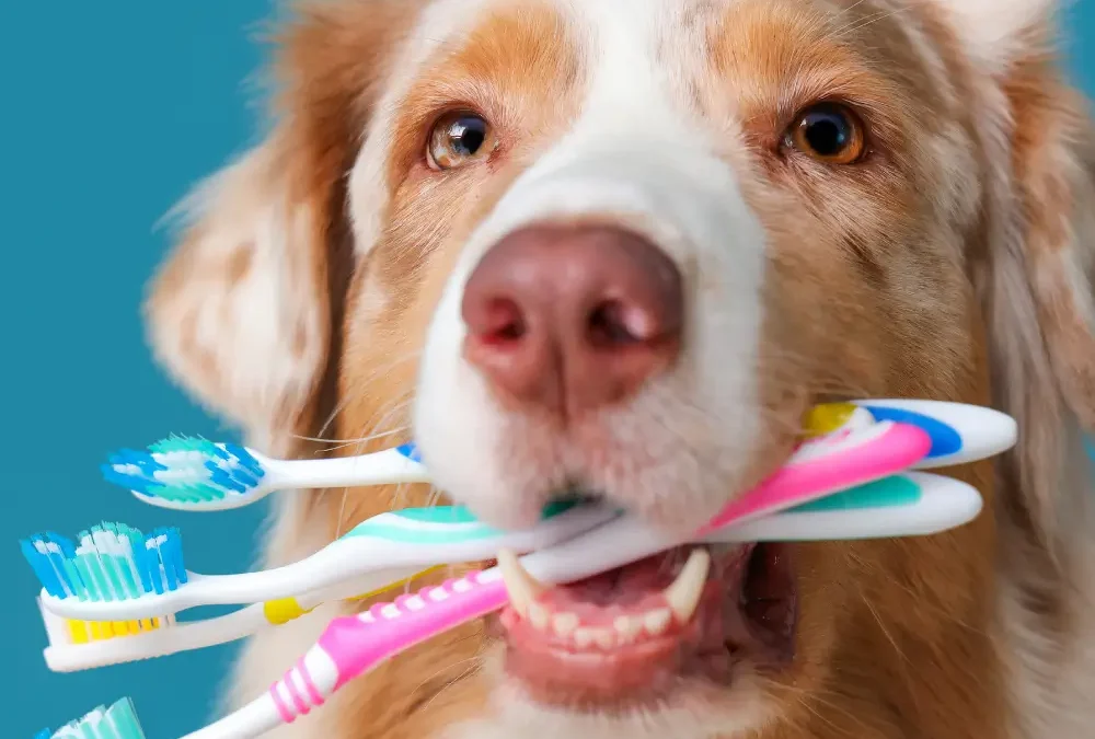 Dental Care for Pets: Keeping Your Pet’s Smile Healthy