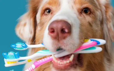 Dental Care for Pets: Keeping Your Pet’s Smile Healthy