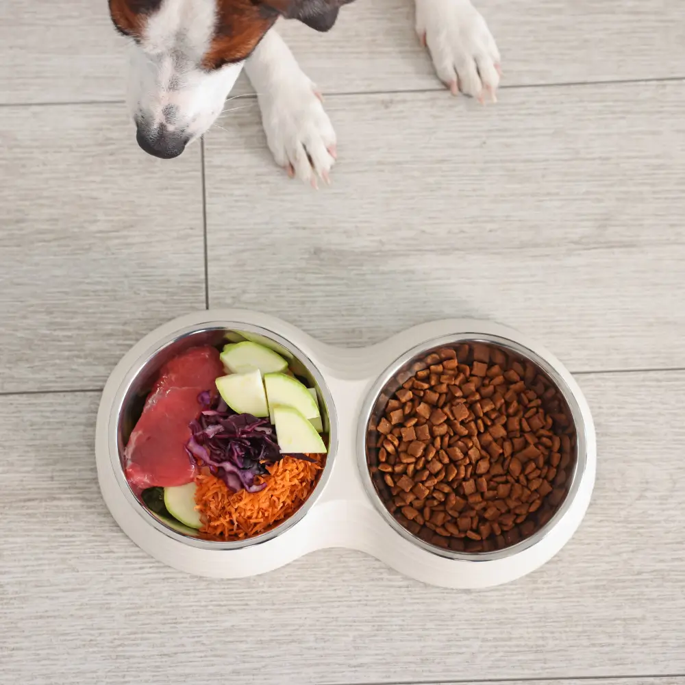 Homemade vs. Store-Bought Pet Food Dog choosing between homemade and store-bought pet food