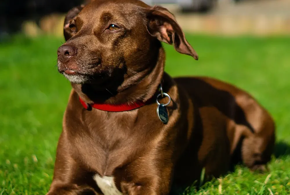 How to Keep Your Pet’s Coat Shiny and Healthy