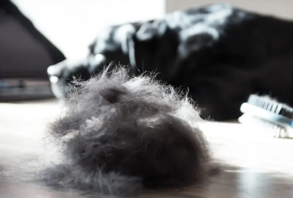 How to Deal with Seasonal Shedding