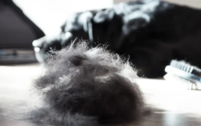 How to Deal with Seasonal Shedding