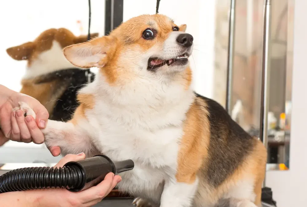 Helping Grooming-Shy Dogs Feel More Comfortable