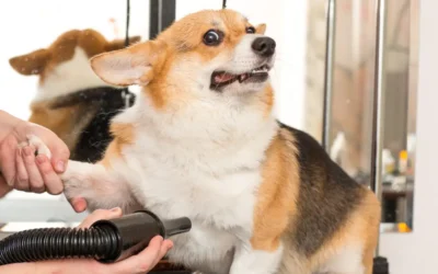 Helping Grooming-Shy Dogs Feel More Comfortable